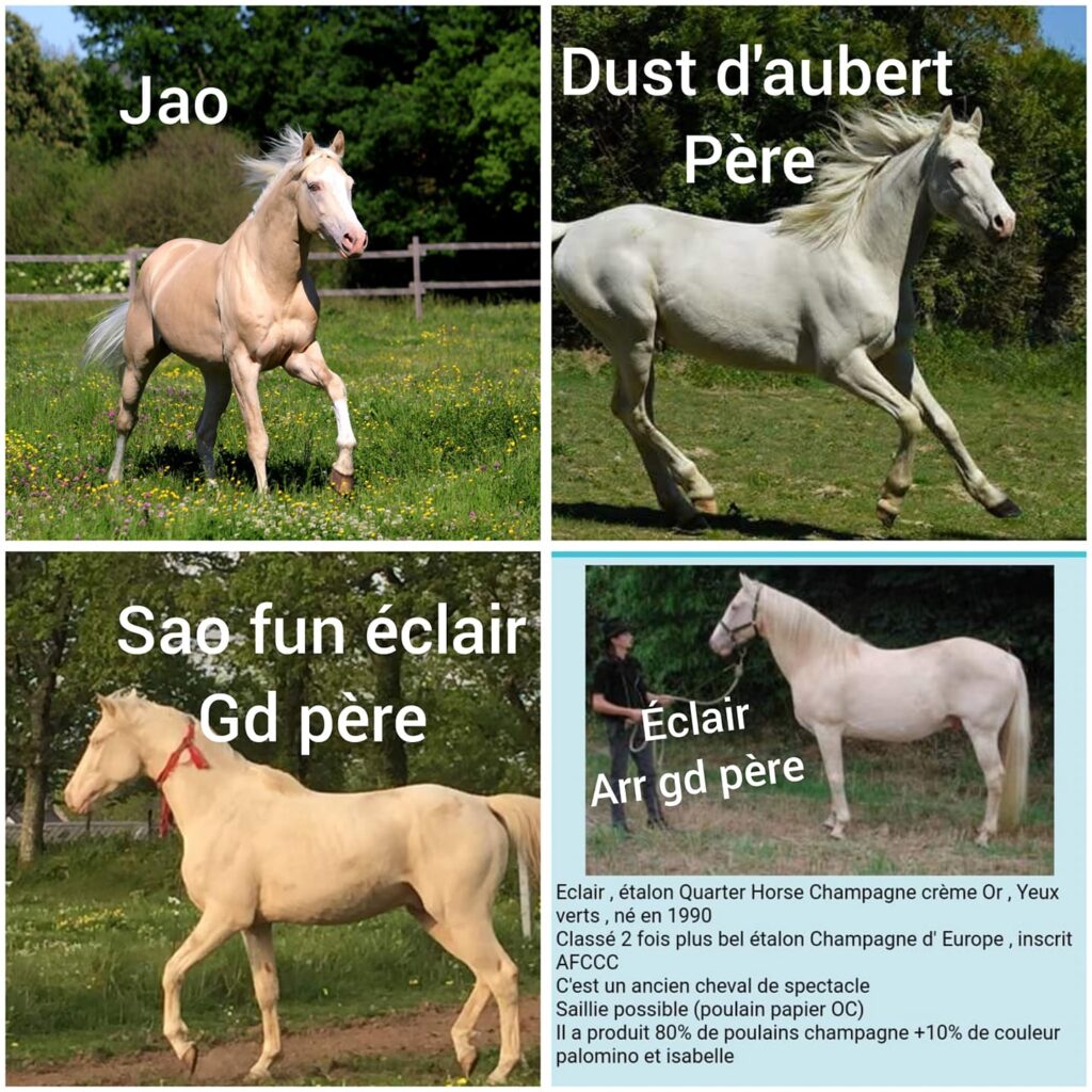 Voici le père, le grand-père et l'arrière grand-père de Jao 

Sa mère est une pur sang anglais